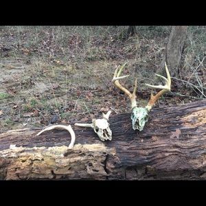 Meet your Posher, Jackson